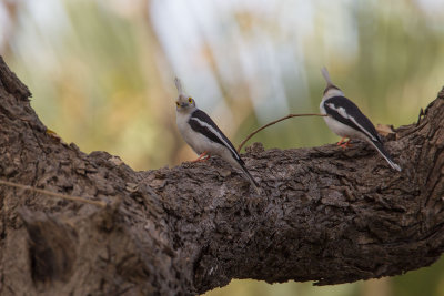 2015-01-17 White Helmetshrike Gambia 5.jpg