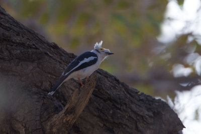 2015-01-17 White Helmetshrike Gambia.jpg