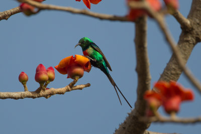 2015-01-17 gambia Feenhoningzuiger.jpg