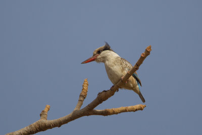 2015-01-17 gambia Gestreepte ijsvogel.jpg