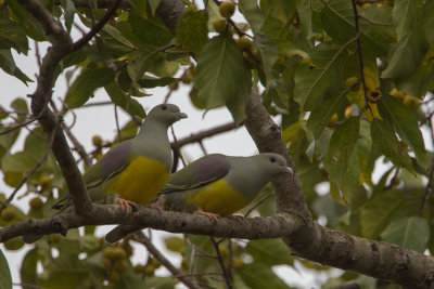 2015-01-19 bruces green pigeon gambia.jpg