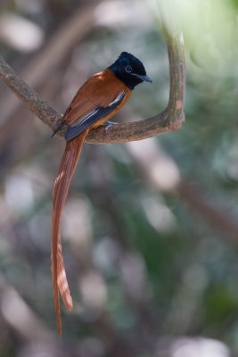 2015-01-19 red bellied paradise flycatcher gambia.jpg