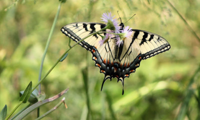 Swallowtail