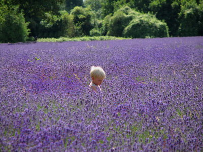 Boy in Lavendar field.Surrey.jpg