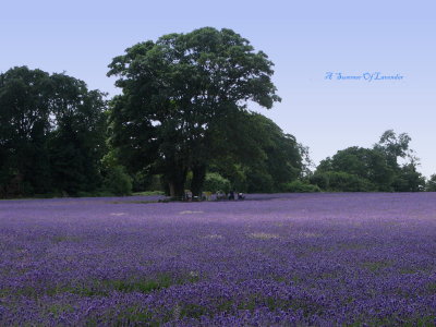 A Summer Of Lavender.jpg