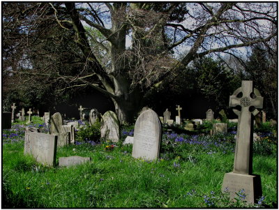 old churchyard in the Spring.Wimbledon.jpg