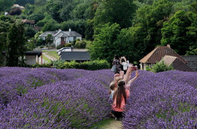 Lavender fields, Surrey