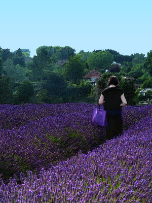 Walk in Lavender