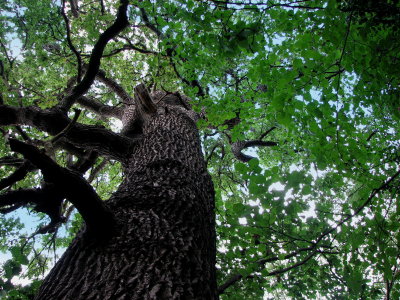 Oak tree.jpg
