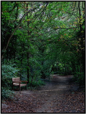 Bench in the wood.jpg