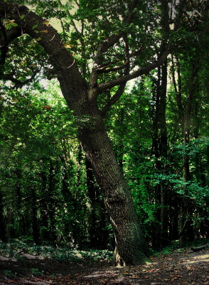 Oak in the wood.jpg