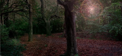 Woods in Autumn.jpg