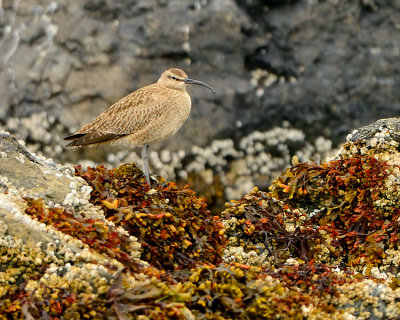 Whimbrel