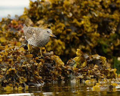 Surfbird