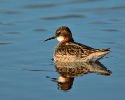 Red Necked Phalarope