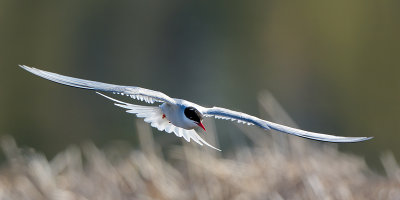 Terns n Gulls Gallery