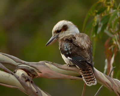 Laughing Kookaburra