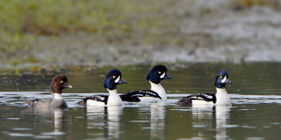 Barrow's Goldeneye