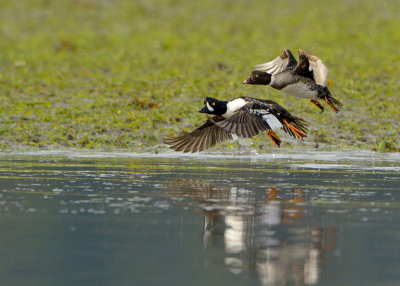 Barrow's Goldeneye