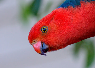 King Parrot