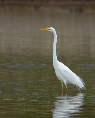 Eastern Great Egret