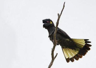 Yellow-tailed Black Cockatoo