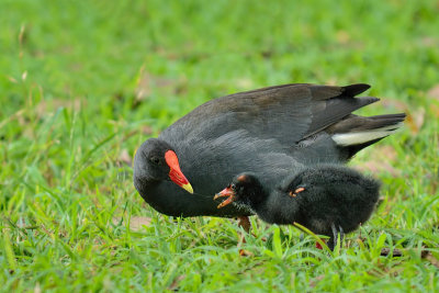 Dusky Moorhen