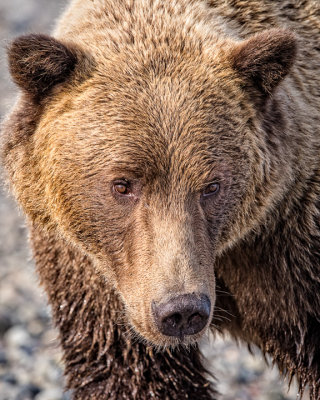 Brown Bear Closeup