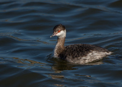 Horned Grebe(non-breeding)