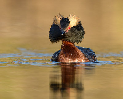 Horned Grebe(breeding)