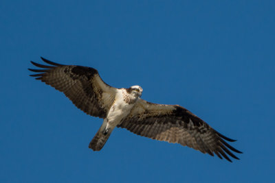 Osprey