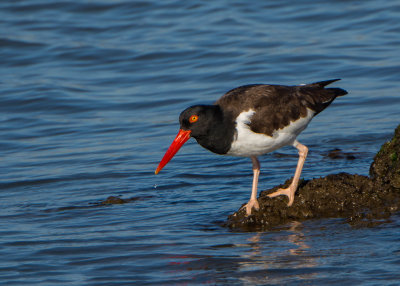 Sea and Shore Bird Gallery