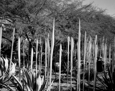 Desert Botanical Garden Chihully