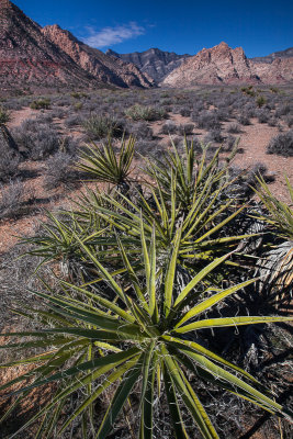 Red Rock Canyon