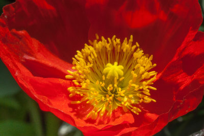 The Flower Fields