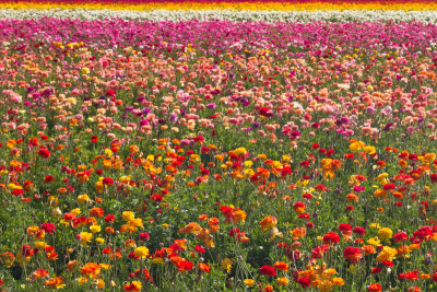 The Flower Fields