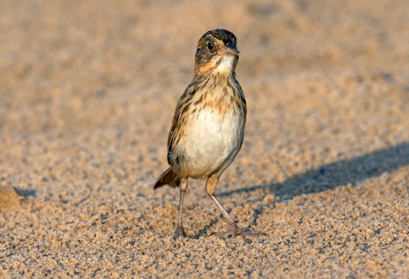 Seaside Sparrow Juvenile