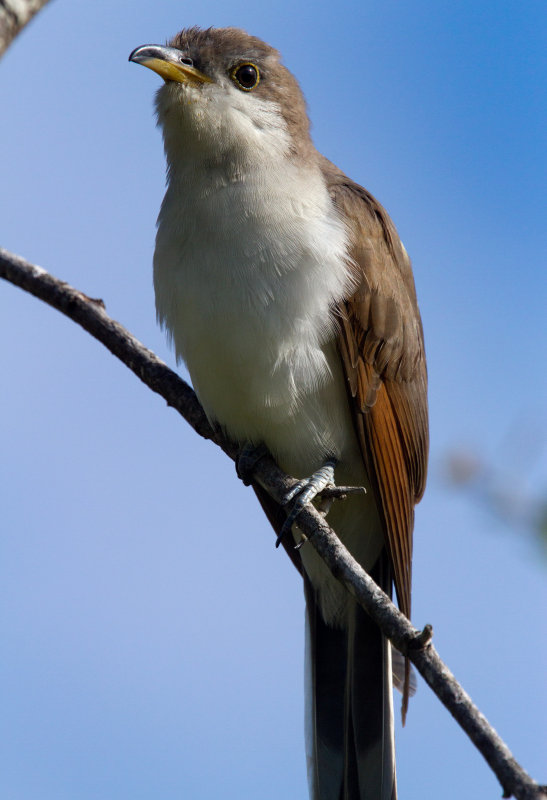 Yellow Billed Cuckoo