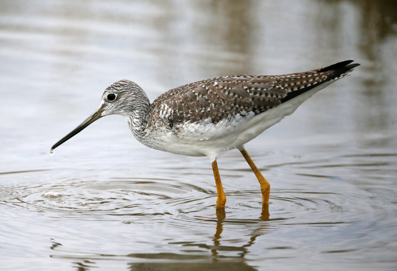 Lesser Yellowlegs