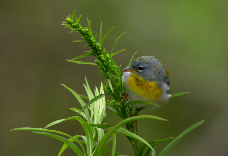 Northern Parula