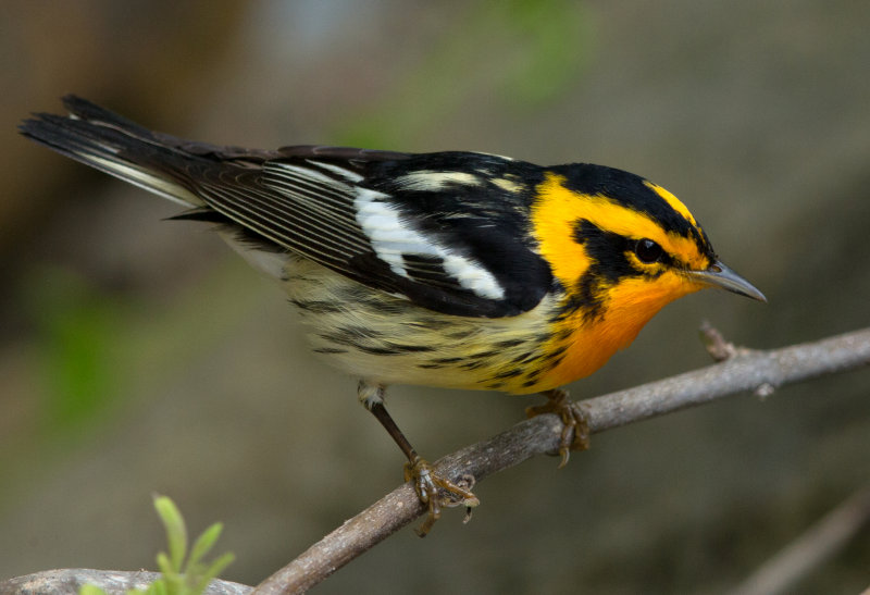 Blackburnian Warbler