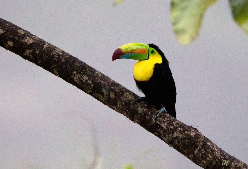 Keel Billed Toucan