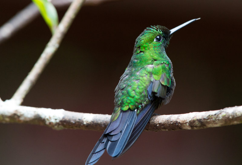 Green Crowned Brilliant