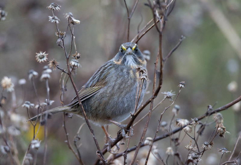 Seaside Sparrow