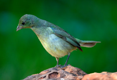 Painted Bunting (female)