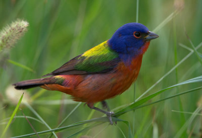 Painted Bunting 