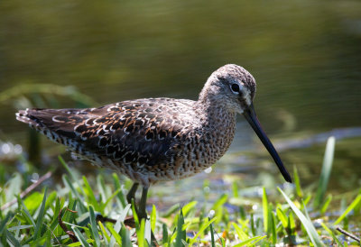 Long Billed Dowitcher
