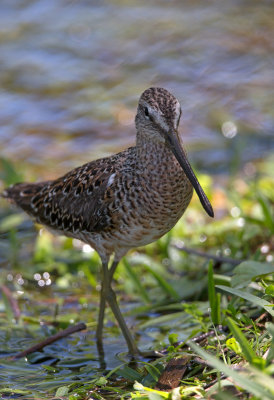 Long Billed Dowitcher