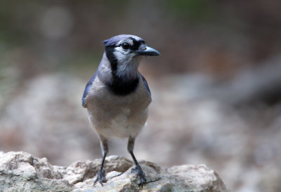 Blue Jay