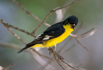 Lesser Goldfinch